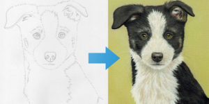 Learn How To Draw a Border Collie Puppy - Free Online Course