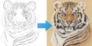 Learn How To Draw a Tiger - Free Online Course